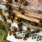 polen de abejas